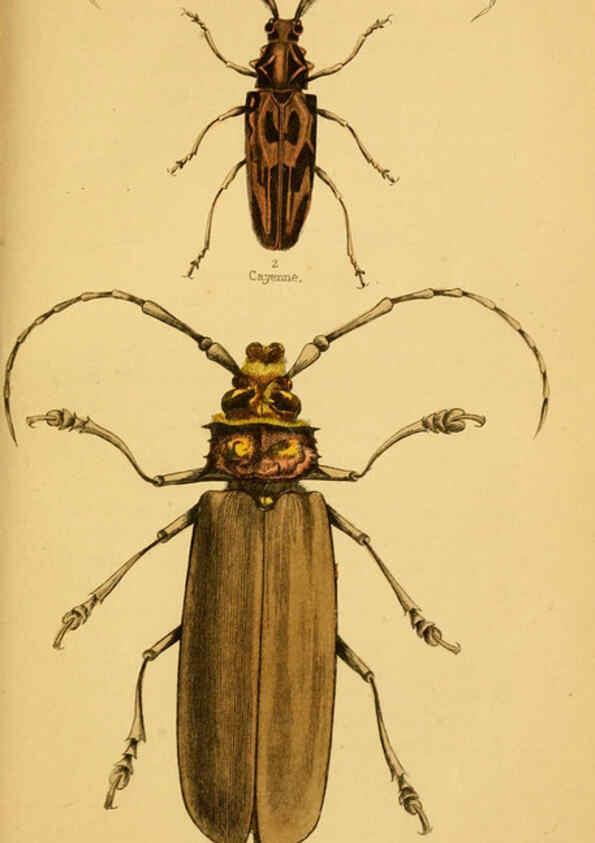 Reproducción/Reproduction 6008010621: The natural history of beetles Edinburgh :Henry G. Bohn,1852