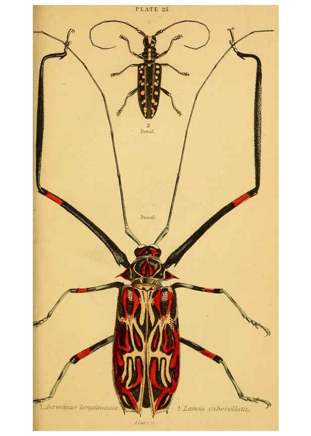 Reproducción/Reproduction 6008558080: The natural history of beetles Edinburgh :Henry G. Bohn,1852