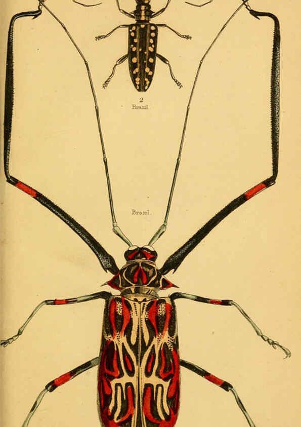Reproducción/Reproduction 6008558080: The natural history of beetles Edinburgh :Henry G. Bohn,1852