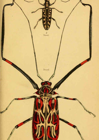 Reproducción/Reproduction 6008558080: The natural history of beetles Edinburgh :Henry G. Bohn,1852