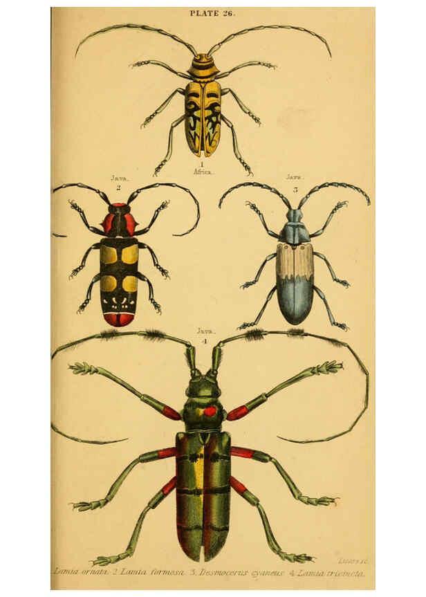 Reproducción/Reproduction 6008558248: The natural history of beetles Edinburgh :Henry G. Bohn,1852