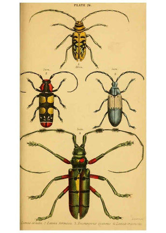 Reproducción/Reproduction 6008558248: The natural history of beetles Edinburgh :Henry G. Bohn,1852