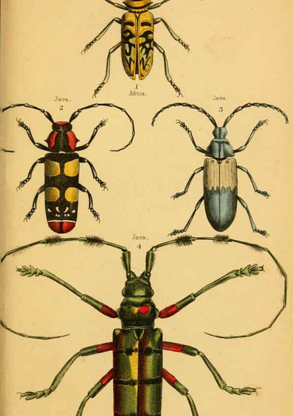 Reproducción/Reproduction 6008558248: The natural history of beetles Edinburgh :Henry G. Bohn,1852