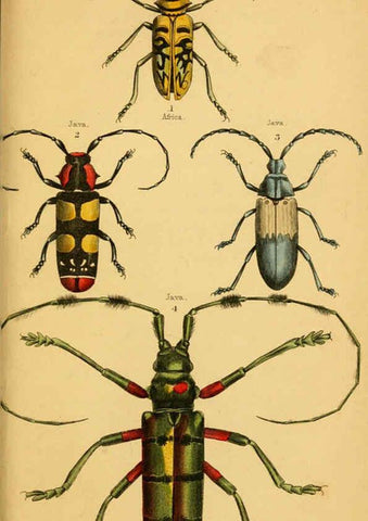 Reproducción/Reproduction 6008558248: The natural history of beetles Edinburgh :Henry G. Bohn,1852
