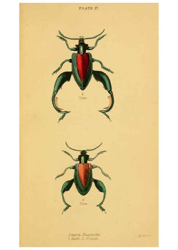 Reproducción/Reproduction 6008558432: The natural history of beetles Edinburgh :Henry G. Bohn,1852