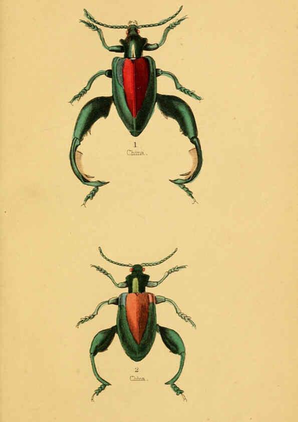 Reproducción/Reproduction 6008558432: The natural history of beetles Edinburgh :Henry G. Bohn,1852