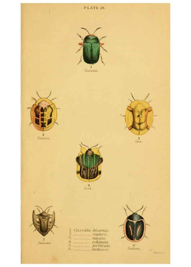 Reproducción/Reproduction 6008011357: The natural history of beetles Edinburgh :Henry G. Bohn,1852