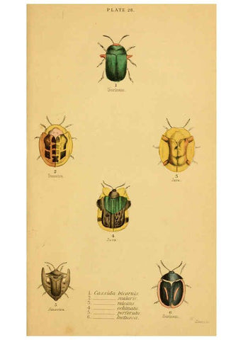 Reproducción/Reproduction 6008011357: The natural history of beetles Edinburgh :Henry G. Bohn,1852