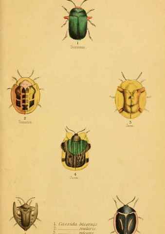 Reproducción/Reproduction 6008011357: The natural history of beetles Edinburgh :Henry G. Bohn,1852