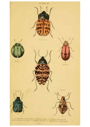 Reproducción/Reproduction 6008558864: The natural history of beetles Edinburgh :Henry G. Bohn,1852
