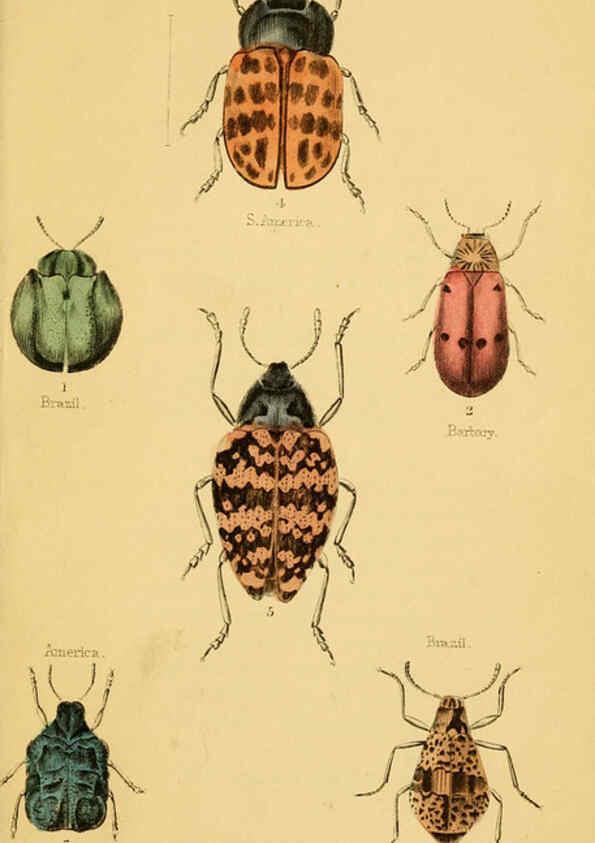 Reproducción/Reproduction 6008558864: The natural history of beetles Edinburgh :Henry G. Bohn,1852