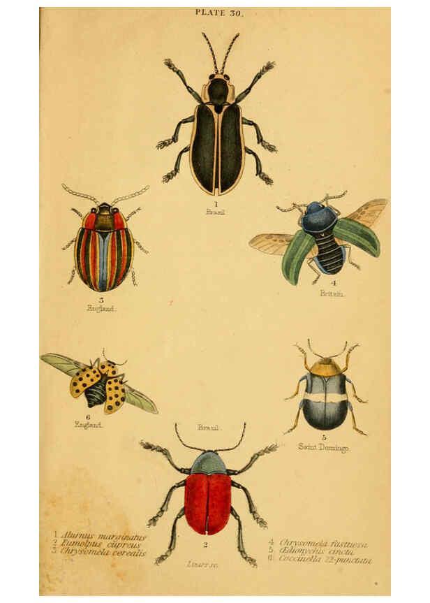Reproducción/Reproduction 6008011745: The natural history of beetles Edinburgh :Henry G. Bohn,1852
