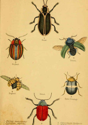 Reproducción/Reproduction 6008011745: The natural history of beetles Edinburgh :Henry G. Bohn,1852