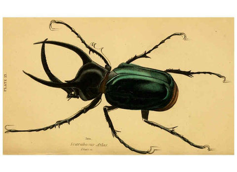 Reproducción/Reproduction 6008008741: The natural history of beetles Edinburgh :Henry G. Bohn,1852
