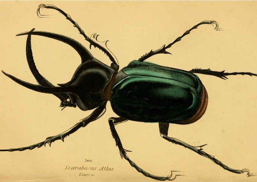 Reproducción/Reproduction 6008008741: The natural history of beetles Edinburgh :Henry G. Bohn,1852