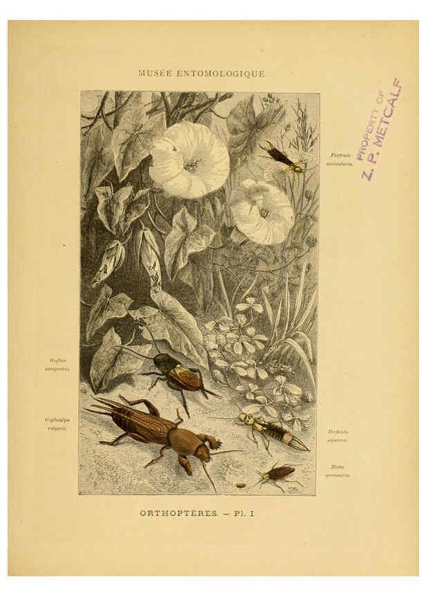Reproducción/Reproduction 6008126611: Les insectes Paris,J. Rothschild,1878