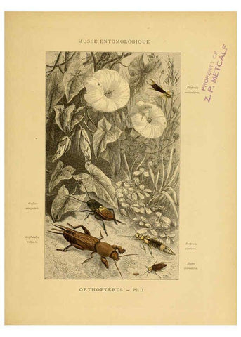 Reproducción/Reproduction 6008126611: Les insectes Paris,J. Rothschild,1878