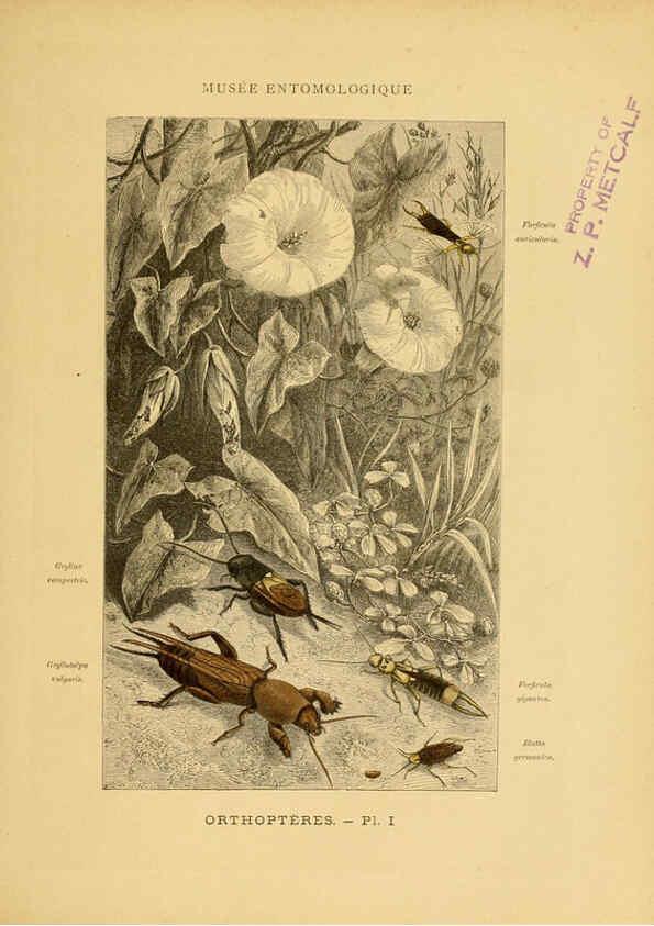 Reproducción/Reproduction 6008126611: Les insectes Paris,J. Rothschild,1878