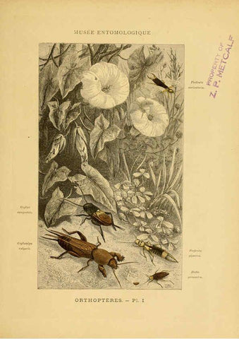 Reproducción/Reproduction 6008126611: Les insectes Paris,J. Rothschild,1878