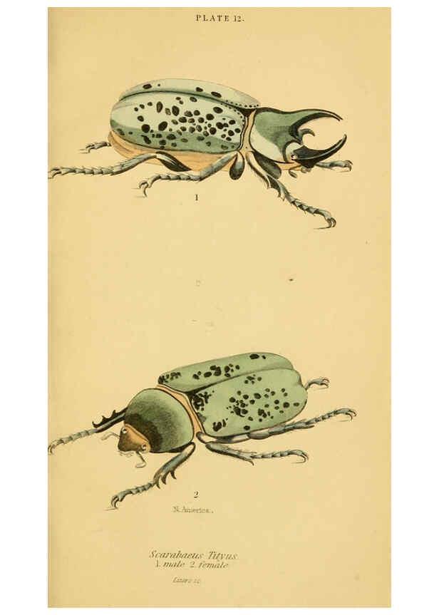 Reproducción/Reproduction 6008555806: The natural history of beetles Edinburgh :Henry G. Bohn,1852