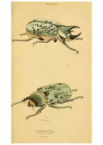 Reproducción/Reproduction 6008555806: The natural history of beetles Edinburgh :Henry G. Bohn,1852