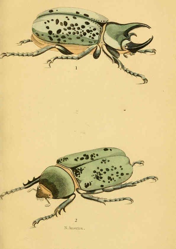 Reproducción/Reproduction 6008555806: The natural history of beetles Edinburgh :Henry G. Bohn,1852