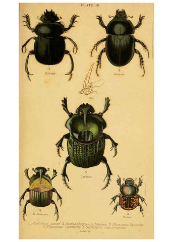 Reproducción/Reproduction 6008008209: The natural history of beetles Edinburgh :Henry G. Bohn,1852