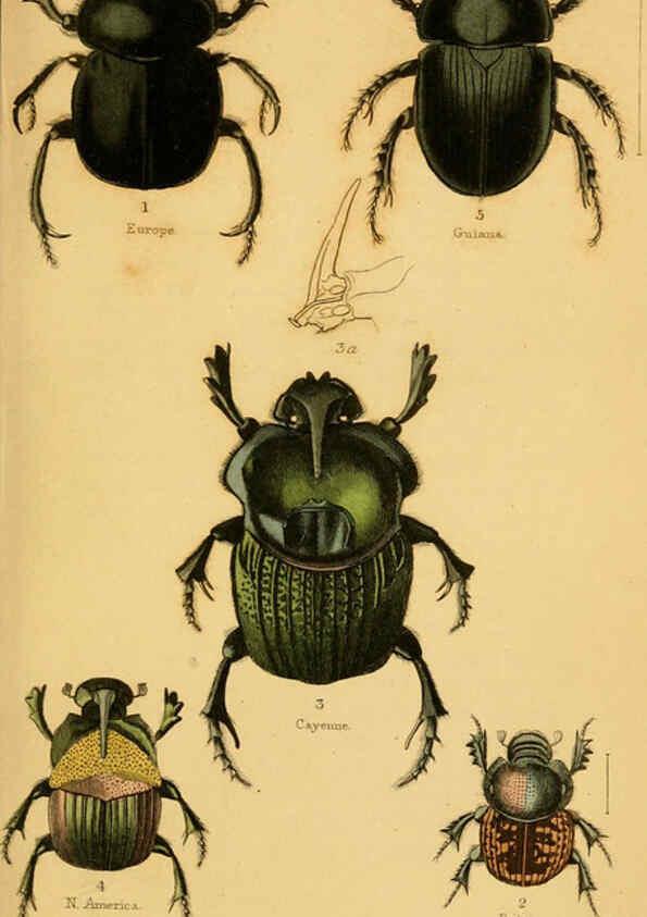 Reproducción/Reproduction 6008008209: The natural history of beetles Edinburgh :Henry G. Bohn,1852