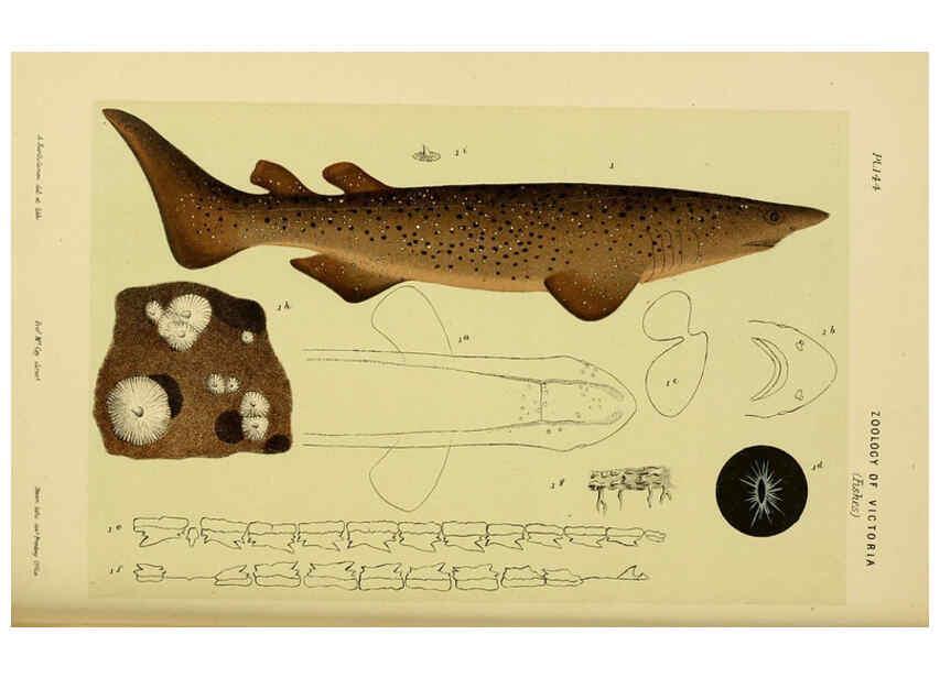 Reproducción/Reproduction 6007971437: Natural history of Victoria. Dec.11-15 Melbourne,J.Ferres, government printer;1885-90