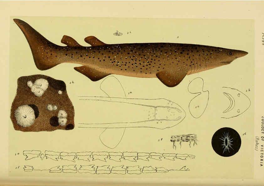 Reproducción/Reproduction 6007971437: Natural history of Victoria. Dec.11-15 Melbourne,J.Ferres, government printer;1885-90