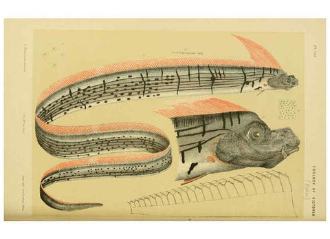 Reproducción/Reproduction 6007971567: Natural history of Victoria. Dec.11-15 Melbourne,J.Ferres, government printer;1885-90