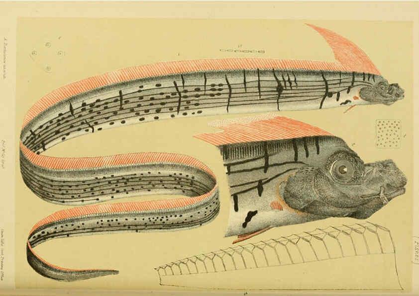 Reproducción/Reproduction 6007971567: Natural history of Victoria. Dec.11-15 Melbourne,J.Ferres, government printer;1885-90