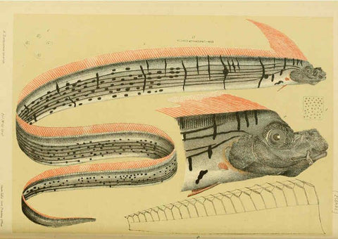 Reproducción/Reproduction 6007971567: Natural history of Victoria. Dec.11-15 Melbourne,J.Ferres, government printer;1885-90