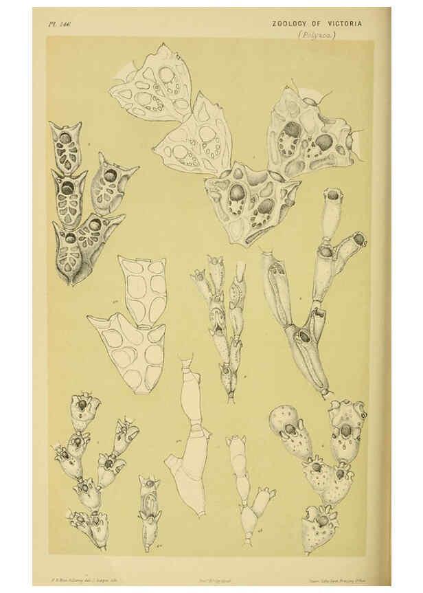 Reproducción/Reproduction 6007971687: Natural history of Victoria. Dec.11-15 Melbourne,J.Ferres, government printer;1885-90