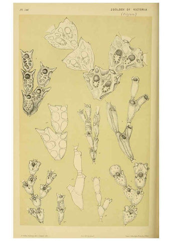 Reproducción/Reproduction 6007971687: Natural history of Victoria. Dec.11-15 Melbourne,J.Ferres, government printer;1885-90