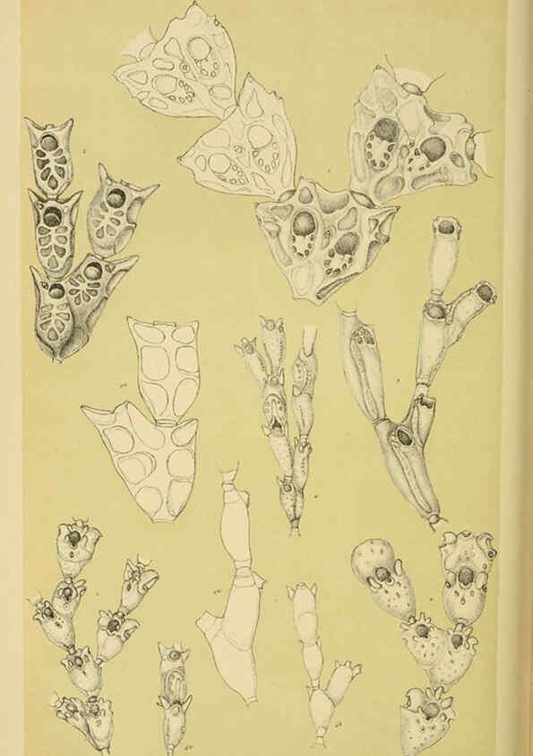 Reproducción/Reproduction 6007971687: Natural history of Victoria. Dec.11-15 Melbourne,J.Ferres, government printer;1885-90