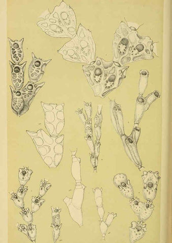 Reproducción/Reproduction 6007971687: Natural history of Victoria. Dec.11-15 Melbourne,J.Ferres, government printer;1885-90
