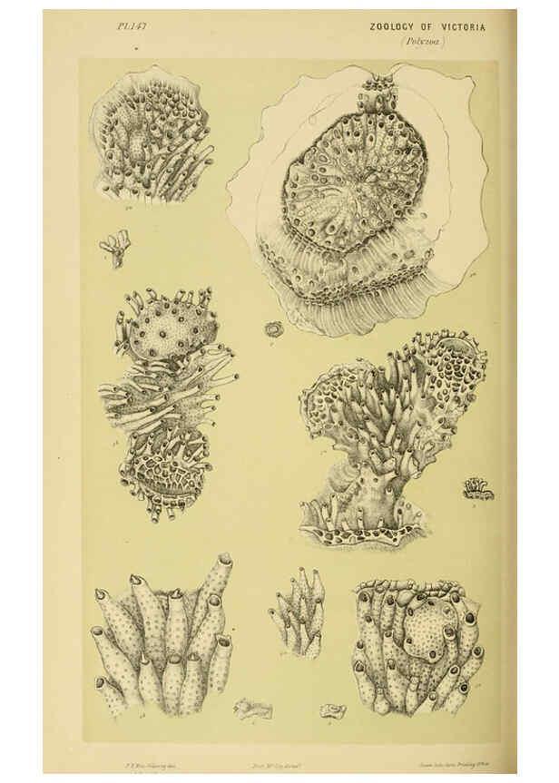 Reproducción/Reproduction 6007971791: Natural history of Victoria. Dec.11-15 Melbourne,J.Ferres, government printer;1885-90