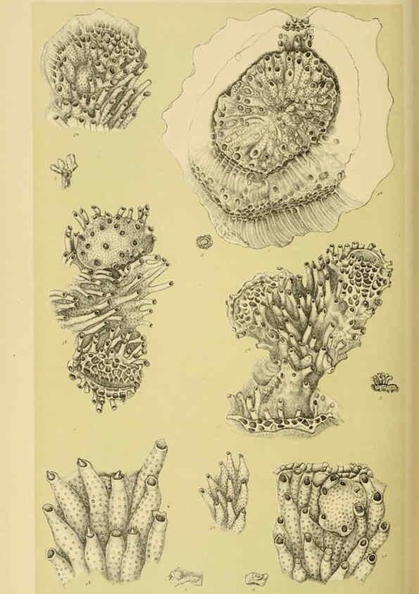Reproducción/Reproduction 6007971791: Natural history of Victoria. Dec.11-15 Melbourne,J.Ferres, government printer;1885-90