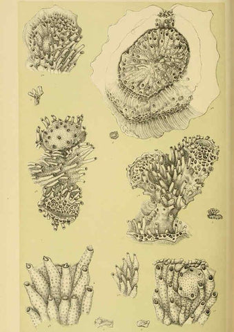 Reproducción/Reproduction 6007971791: Natural history of Victoria. Dec.11-15 Melbourne,J.Ferres, government printer;1885-90