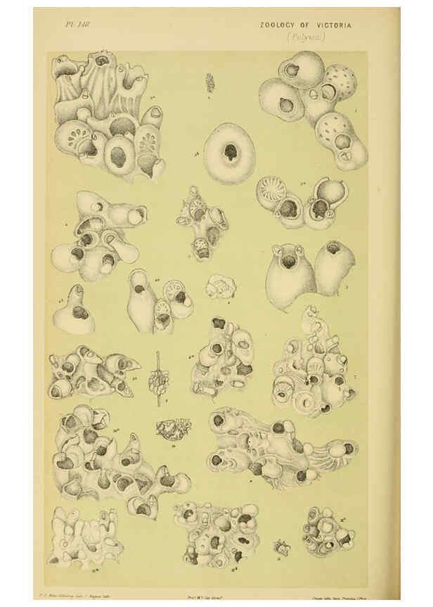 Reproducción/Reproduction 6007971917: Natural history of Victoria. Dec.11-15 Melbourne,J.Ferres, government printer;1885-90