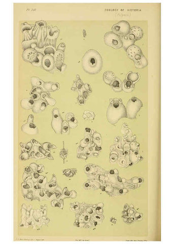 Reproducción/Reproduction 6007971917: Natural history of Victoria. Dec.11-15 Melbourne,J.Ferres, government printer;1885-90
