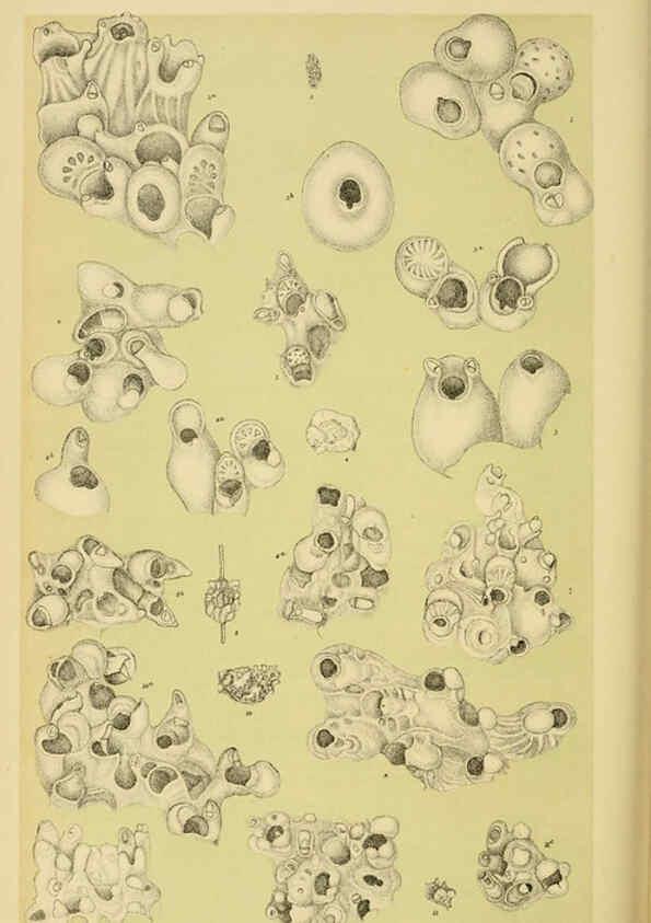 Reproducción/Reproduction 6007971917: Natural history of Victoria. Dec.11-15 Melbourne,J.Ferres, government printer;1885-90