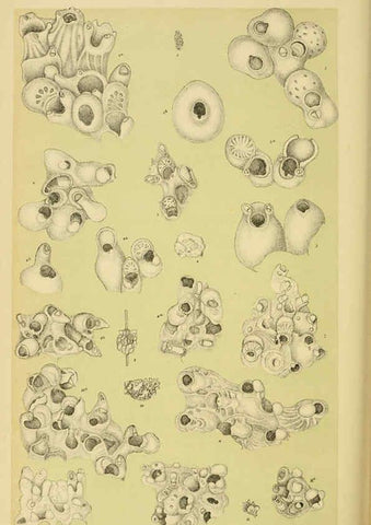 Reproducción/Reproduction 6007971917: Natural history of Victoria. Dec.11-15 Melbourne,J.Ferres, government printer;1885-90