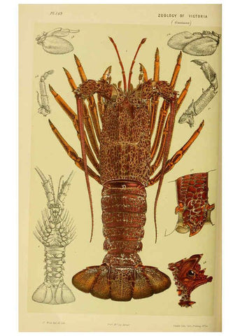 Reproducción/Reproduction 6007972075: Natural history of Victoria. Dec.11-15 Melbourne,J.Ferres, government printer;1885-90
