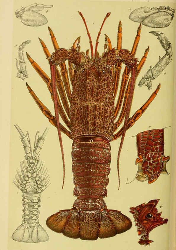 Reproducción/Reproduction 6007972075: Natural history of Victoria. Dec.11-15 Melbourne,J.Ferres, government printer;1885-90