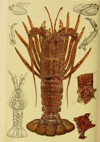 Reproducción/Reproduction 6007972075: Natural history of Victoria. Dec.11-15 Melbourne,J.Ferres, government printer;1885-90