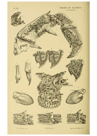 Reproducción/Reproduction 6007972193: Natural history of Victoria. Dec.11-15 Melbourne,J.Ferres, government printer;1885-90