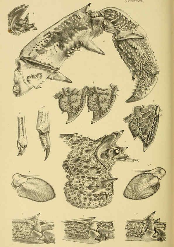 Reproducción/Reproduction 6007972193: Natural history of Victoria. Dec.11-15 Melbourne,J.Ferres, government printer;1885-90