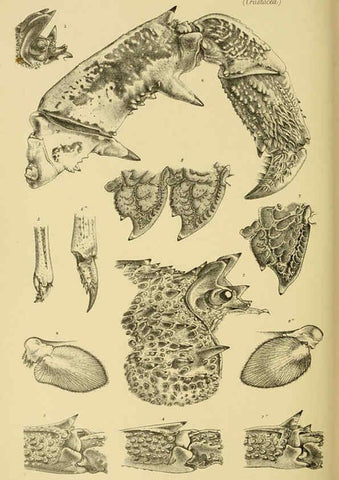 Reproducción/Reproduction 6007972193: Natural history of Victoria. Dec.11-15 Melbourne,J.Ferres, government printer;1885-90